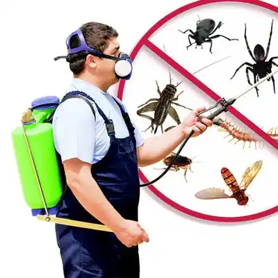 pest control Morrice